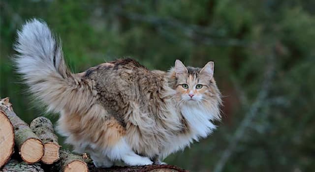 Nature Trivia Question: What breed of European domestic cat is in the picture?