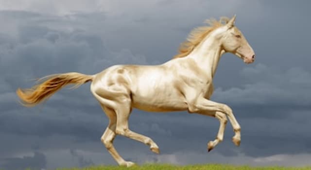 Nature Trivia Question: What breed of horse is nicknamed the "Golden Horse"?