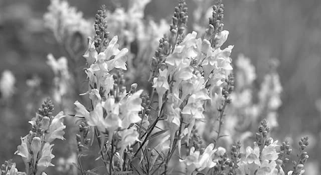 Nature Trivia Question: What colour are the flowers of the common toadflax?