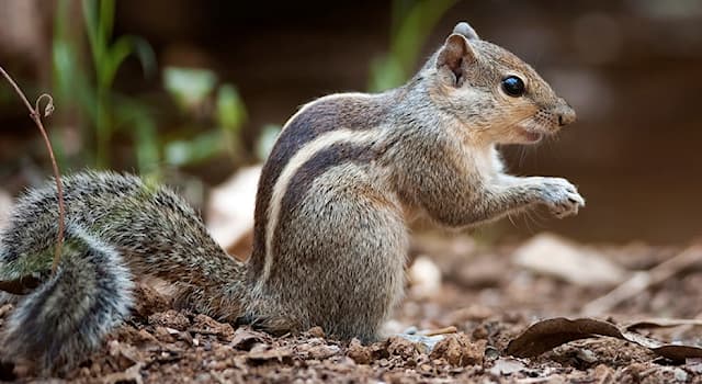 Nature Trivia Question: What is the Indian palm squirrel also known as?