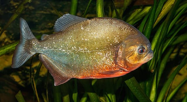 Nature Trivia Question: What is the meaning of the name piranha in the indigenous language Tupi Guarani?