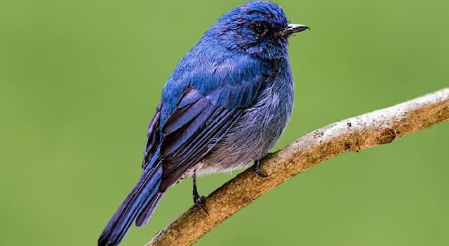Nature Trivia Question: What is the name of this bird usually found in Southern India?