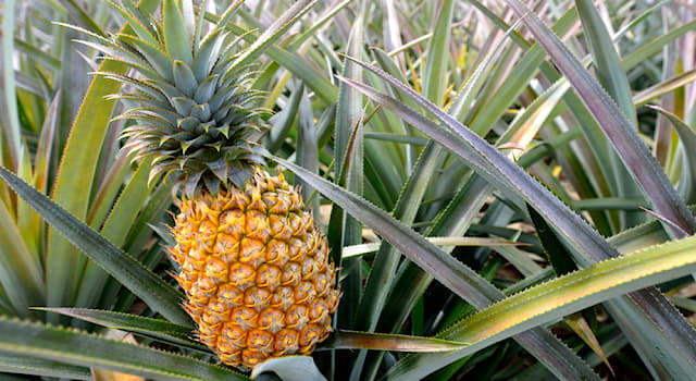 Nature Trivia Question: What is the pineapple’s scientific name?