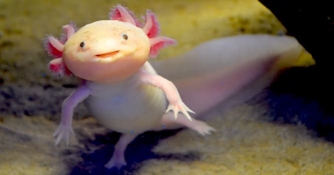 Nature Trivia Question: What is the scientific name for the axolotl?