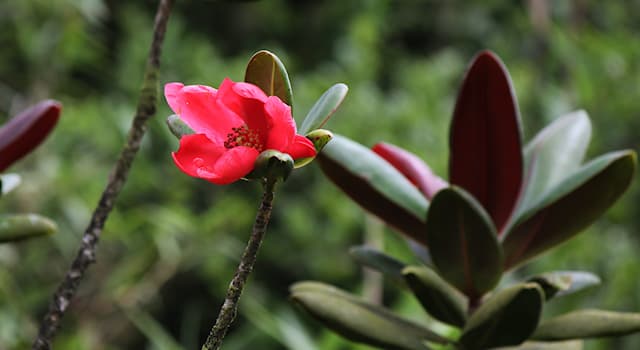 Nature Trivia Question: What is the scientific name of the endemic and critically endangered plant shown in the picture?