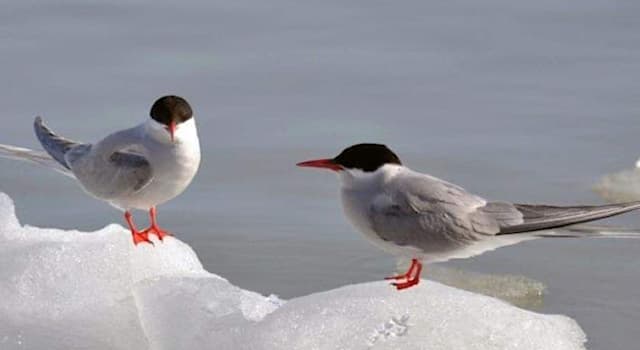 Nature Trivia Question: What is the unique fact about Arctic Terns?