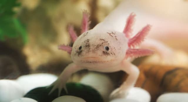 Nature Trivia Question: What is the unusual feature of the axolotl among amphibians?