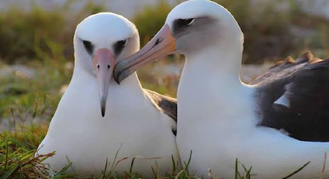 Science Trivia Question: What is the world's oldest known wild bird?