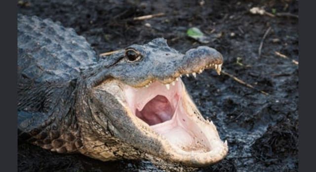 Nature Trivia Question: What is unique about the nesting habits of alligators?