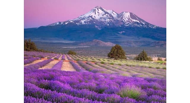 Geography Trivia Question: What town is the lavender capital of North America?