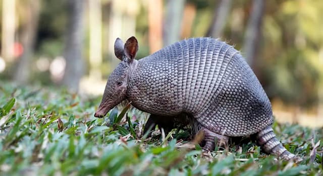 Nature Trivia Question: What type of Armadillo curls up into a ball when threatened by predators?