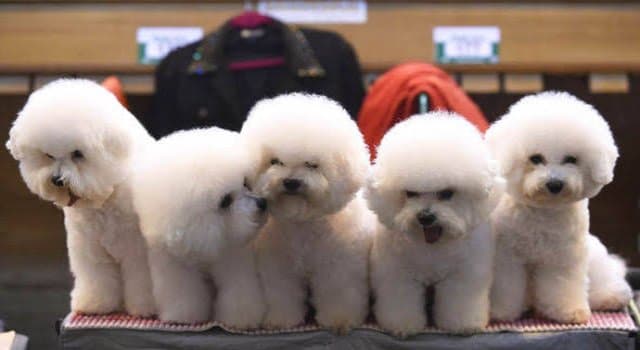 Nature Trivia Question: What type of breed are these dogs?