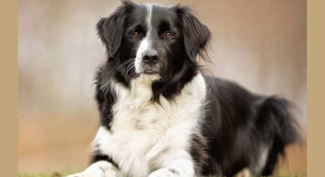 Nature Trivia Question: What type of dog is a Border Collie?