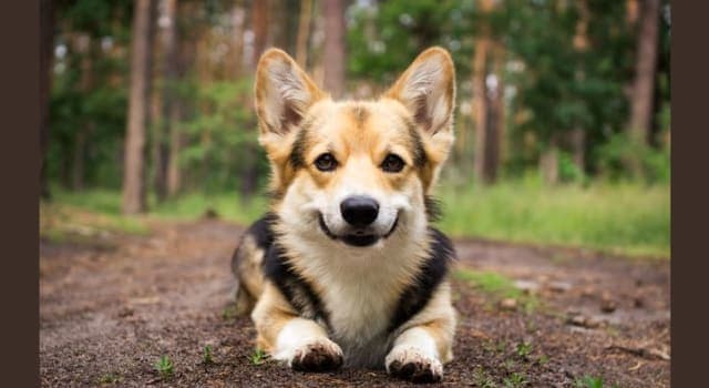 Nature Trivia Question: What type of dog is a Pembroke Welsh Corgi?