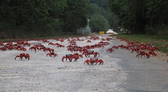 Nature Trivia Question: When is the annual migration of Red Crabs on Christmas Island?