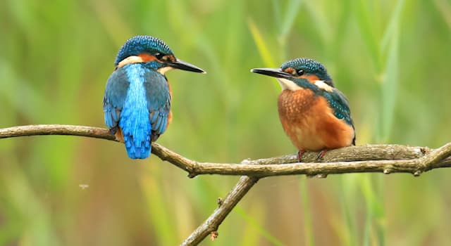 Nature Trivia Question: Where do common kingfishers build their nests?