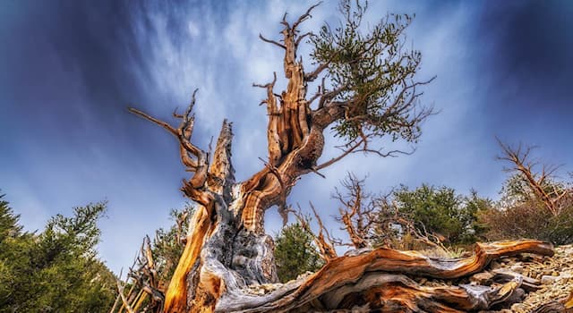 Geography Trivia Question: Where is the Ancient Bristlecone Pine Forest located?