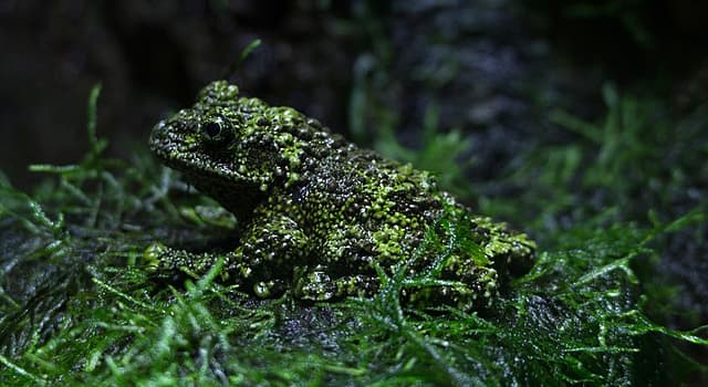 Nature Trivia Question: Where is the mossy frog shown in the picture native to?