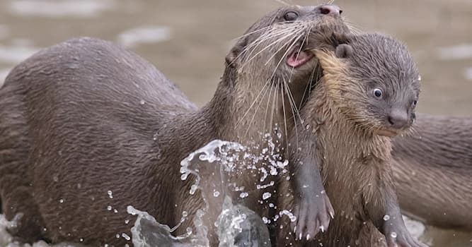 Nature Trivia Question: Which answer correctly describes two unique features of an otter?