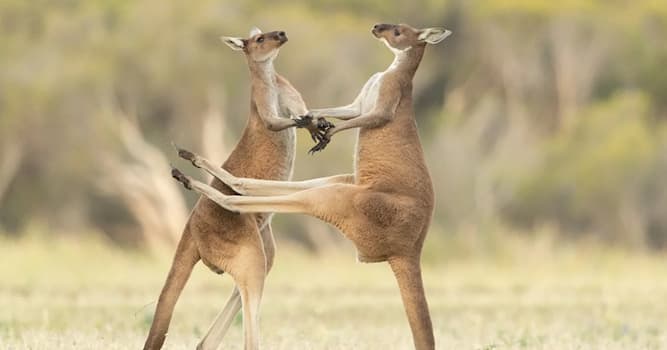 Culture Trivia Question: Which Australian singer composed and recorded the song “Tie Me Kangaroo Down, Sport” in 1957?