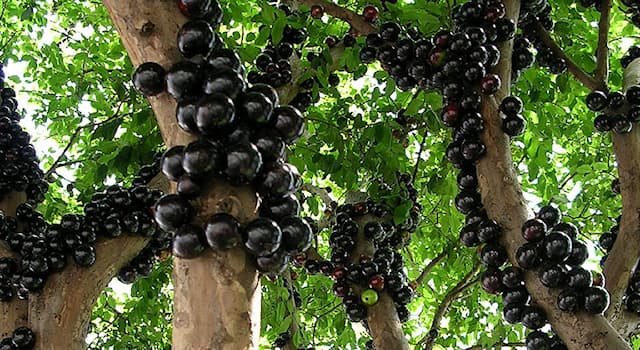 Nature Trivia Question: Which continent is the jabuticaba tree native to?
