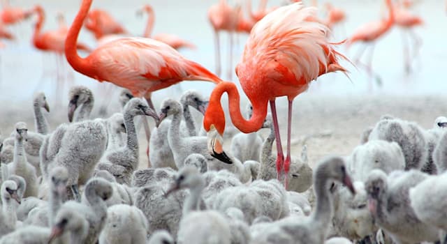 Geography Trivia Question: Which country is home to more than 80,000 flamingos?