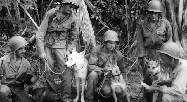 History Trivia Question: Which name correctly identifies the name of the United States military program using dogs in World War II?