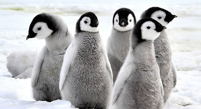 Movies & TV Trivia Question: Which two countries produced the 2006 computer-animated musical comedy ‘Happy Feet’, featuring penguins?