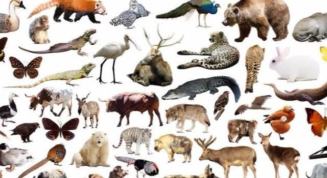 Nature Trivia Question: Which type of animal was found to be at least 272 years old, the world’s longest-living vertebrate?