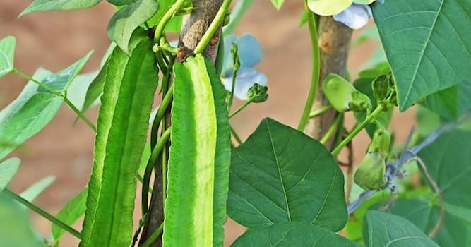Nature Trivia Question: Which vegetable is also known as goa bean or princess bean?