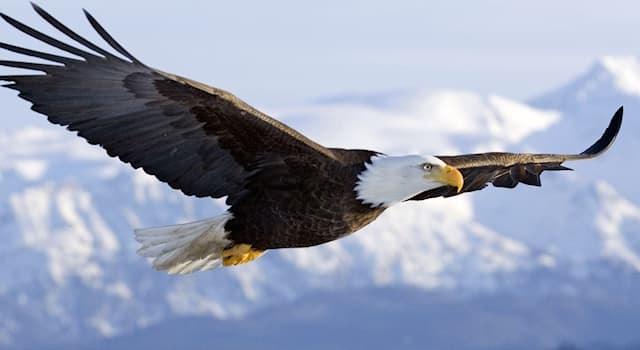 History Trivia Question: Which Victorian era writer wrote the poem “The Eagle”, that begins, “He clasps the crag with crooked hands”?
