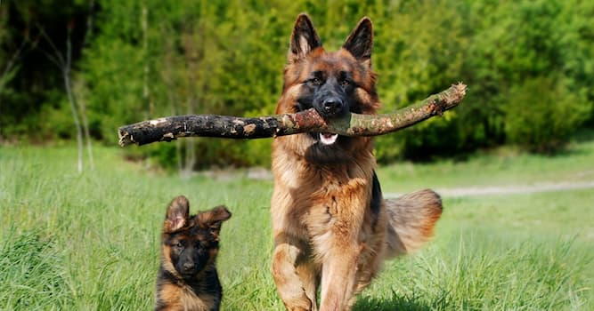 History Trivia Question: Who started calling German Shepherds ‘Alsatian Wolf Dogs’?