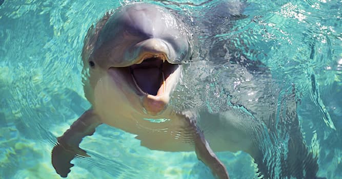 Naturaleza Pregunta Trivia: ¿Con qué juegan los delfines para drogarse?
