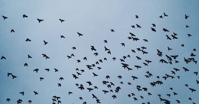 природа Запитання-цікавинка: Яка з цих птахів не може літати?