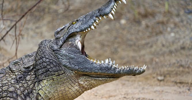 Природа Вопрос: Зачем крокодилы лежат подолгу с открытой пастью?