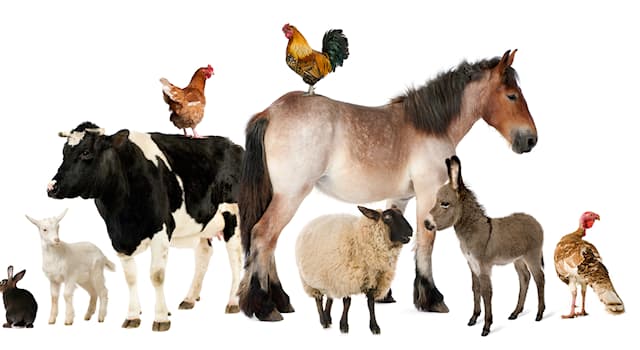 Nature Trivia Question: Zebu is a species of which domestic animal?