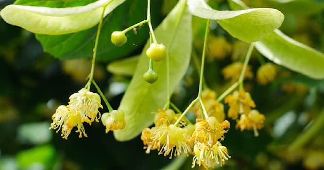 Nature Question: À quel arbre appartient cette fleur représentée sur l'image ?