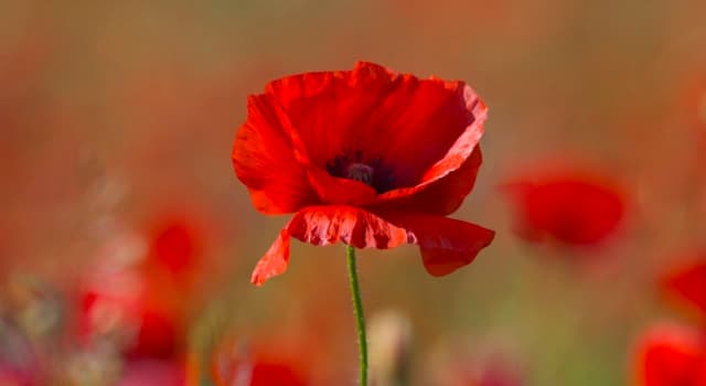 Culture Trivia Question: A poppy flower is depicted on the reverse of the which country's banknote?