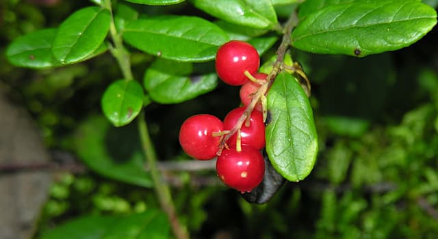 Doğa Trivia Sorusu: 'Vaccinium vitis-idaea' terimi neyi ifade eder?