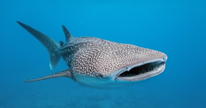 Nature Trivia Question: Around how much does the average whale shark weigh?
