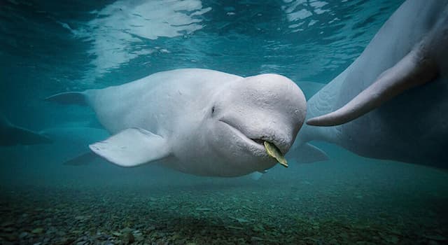 Nature Trivia Question: As an adaptation to the Arctic, which anatomical characteristic serves the beluga whale to swim with ease?