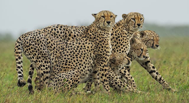 Nature Trivia Question: In 2016, what was the estimated global population of the cheetah both in the wild and in captivity?