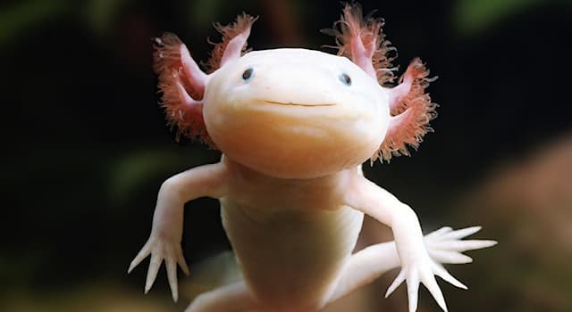 Nature Trivia Question: As of 2021, what is the classified conservation status of the wild axolotl?