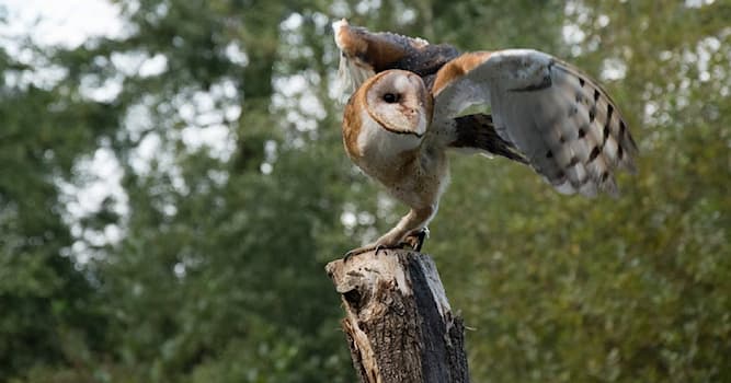 Nature Trivia Question: How can owls fly silently?