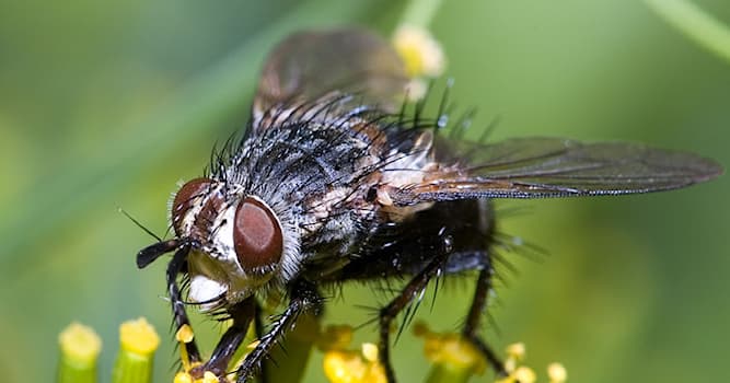 Природа Вопрос: Что помогает мухе держаться в воздухе и не падать?