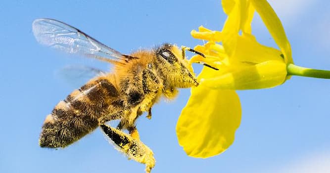 Nature Trivia Question: What happens to honeybees after stinging?