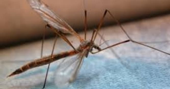 Wetenschap Trivia Vraag: Welke ziekte wordt overgedragen door muggen?