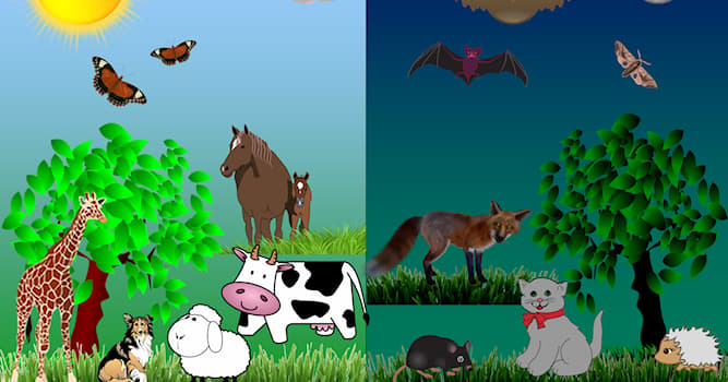 Natura Domande: Che cos'è un animale notturno?