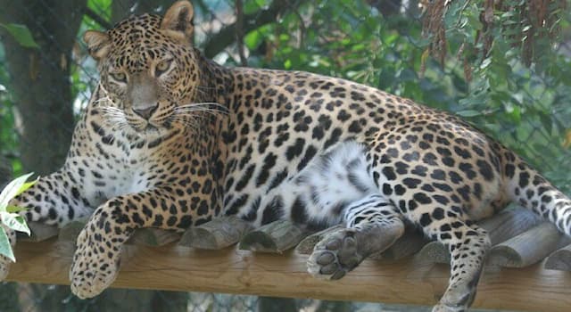 Doğa Trivia Sorusu: Bu kedigillerin adı nedir?