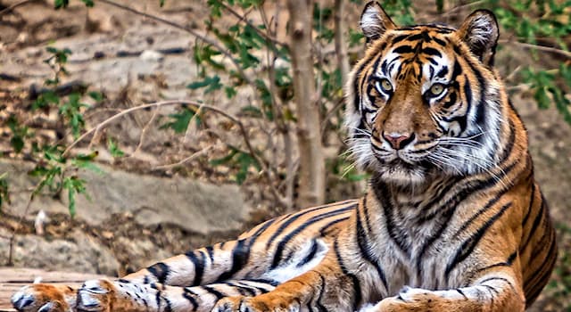 natura Pytanie-Ciekawostka: Jak nazywa się ten kotowaty?